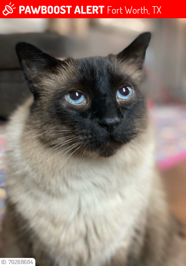 Lost Male Cat last seen South Drive and Hulen, Fort Worth, TX 76132