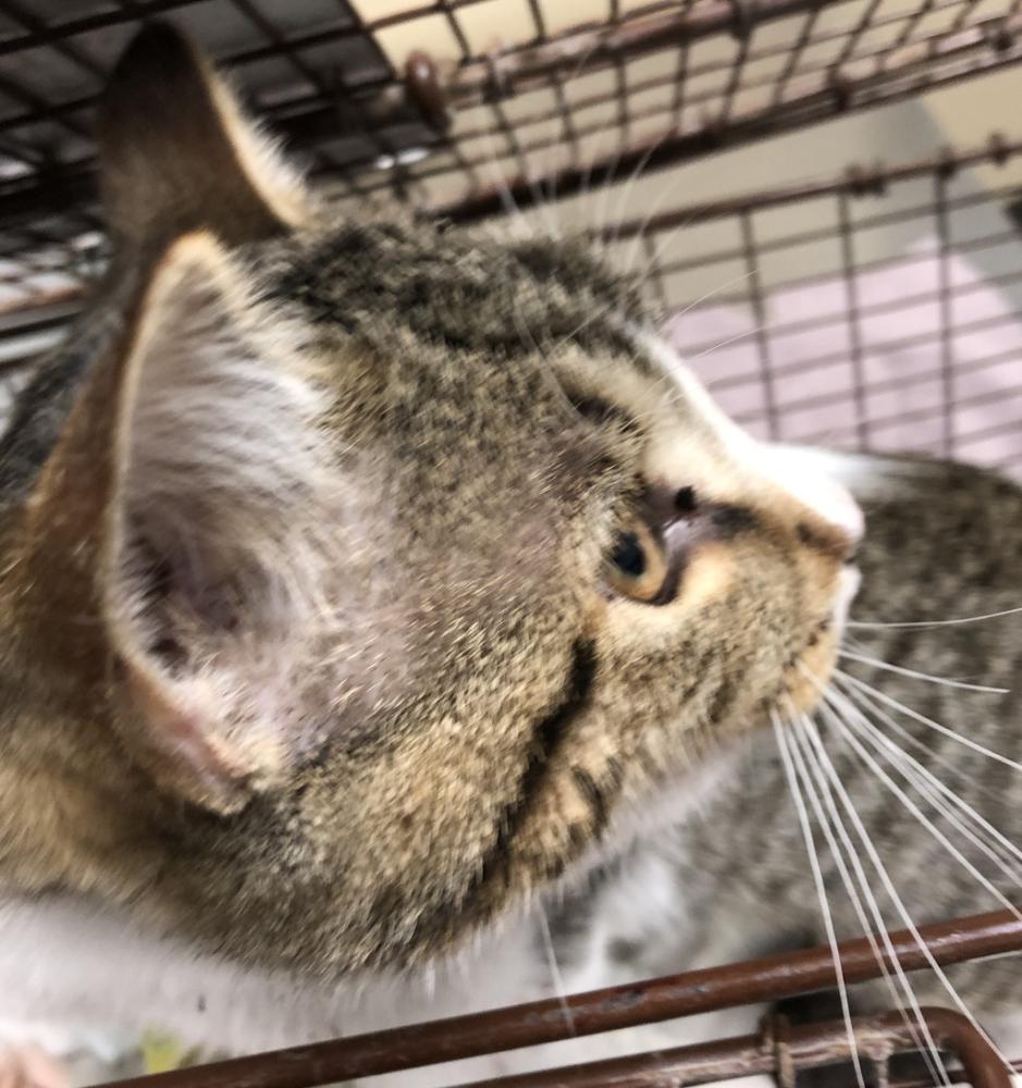Shelter Stray Male Cat last seen Near E Fairview Street, SPOKANE, WA, 99207, Spokane, WA 99212
