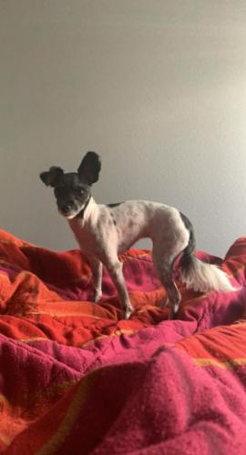 Lost Female Dog last seen Cobalt and La Mesa, Victorville, CA 92392