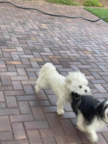 Lost Male Dog last seen Cadence crest, Henderson, NV 89015