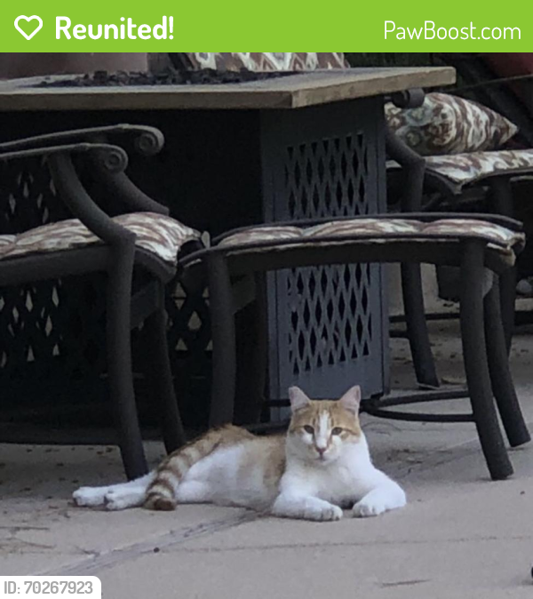 Reunited Male Cat last seen Spanish Trail Country Club , Spring Valley, NV 89113