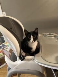 Lost Male Cat last seen Sylvania and Corey , Toledo, OH 43623
