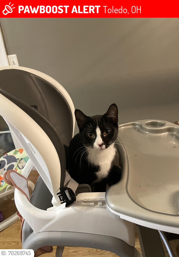 Lost Male Cat last seen Sylvania and Corey , Toledo, OH 43623