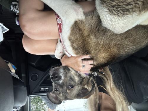 Lost Female Dog last seen Fire Station 17, Memphis, TN 38122