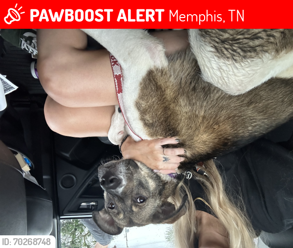 Lost Female Dog last seen Fire Station 17, Memphis, TN 38122