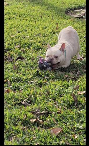 Lost Male Dog last seen Park on Sieber , Houston, TX 77017