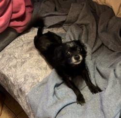 Lost Female Dog last seen Near 92nd Oakland 94603, Oakland, CA 94603