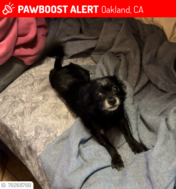 Lost Female Dog last seen Near 92nd Oakland 94603, Oakland, CA 94603