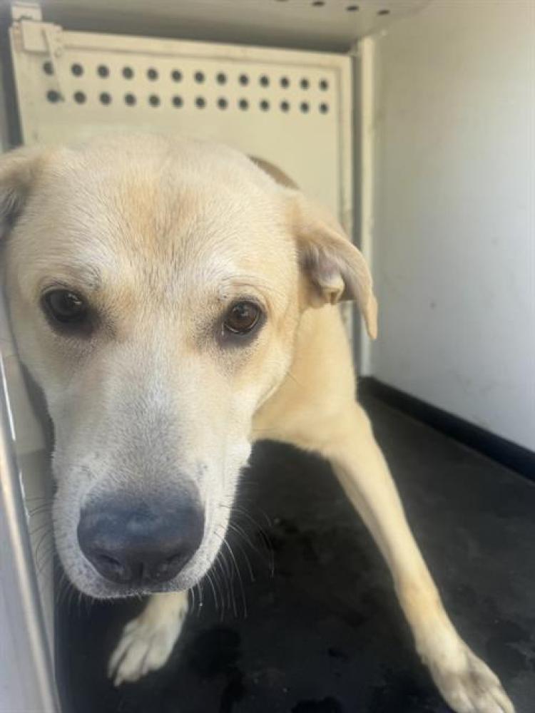 Shelter Stray Female Dog last seen Near BLK PLANZ RD, BAKERSFIELD,CA, Bakersfield, CA 93307