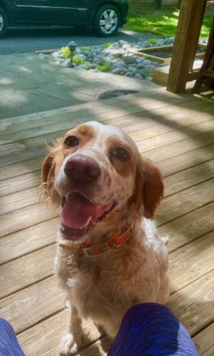 Lost Female Dog last seen Mcrary Rd., Mooresville, NC 28117