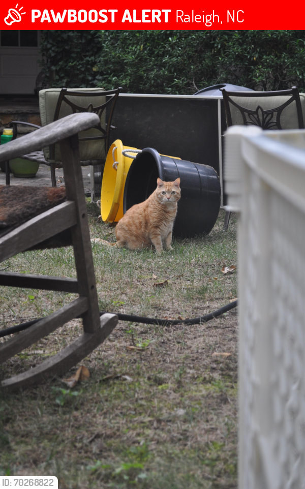 Deceased Male Cat last seen Dixie Trail , Raleigh, NC 27607