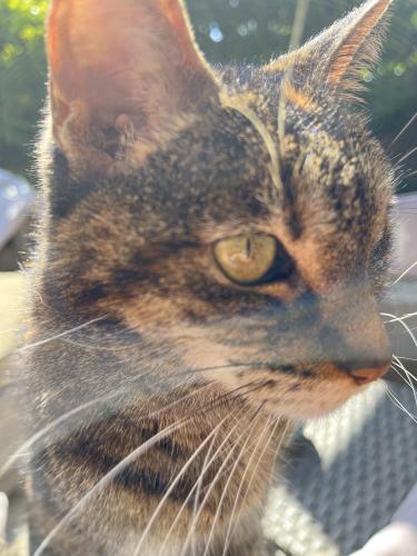 Lost Female Cat last seen  Gate to the putting green., Ladera Ranch, CA 92694