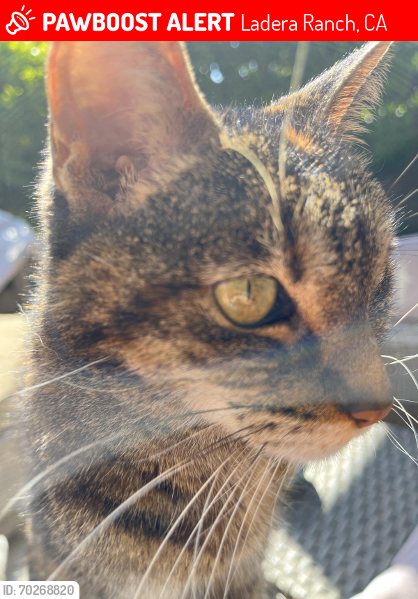 Lost Female Cat last seen  Gate to the putting green., Ladera Ranch, CA 92694