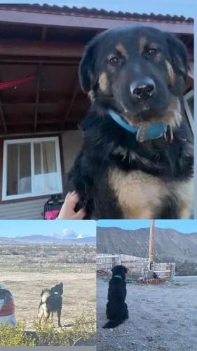 Lost Male Dog last seen Llano , Pearblossom, CA 93553