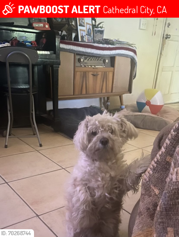 Lost Male Dog last seen near nellie n coffman middle school, Cathedral City, CA 92235
