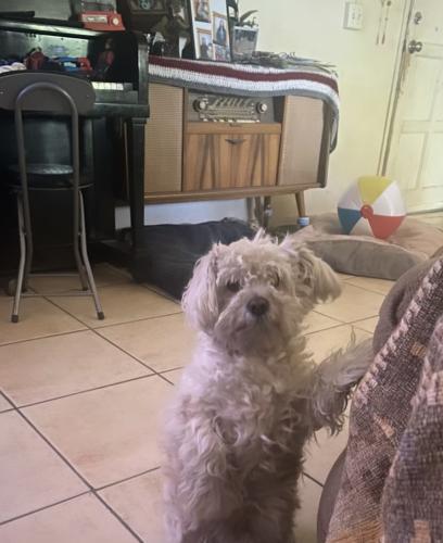 Lost Male Dog last seen near nellie n coffman middle school, Cathedral City, CA 92235