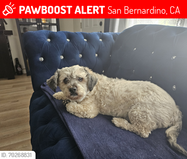 Lost Male Dog last seen G st Highland Street, San Bernardino, CA 92405