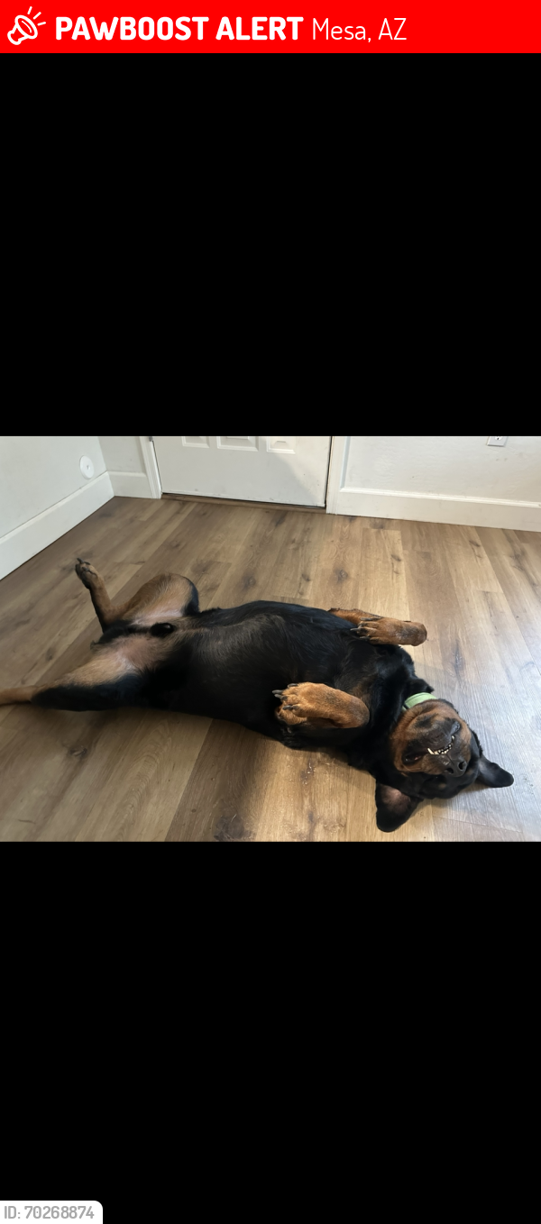 Lost Male Dog last seen Mesa dr/ stapley, Mesa, AZ 85204