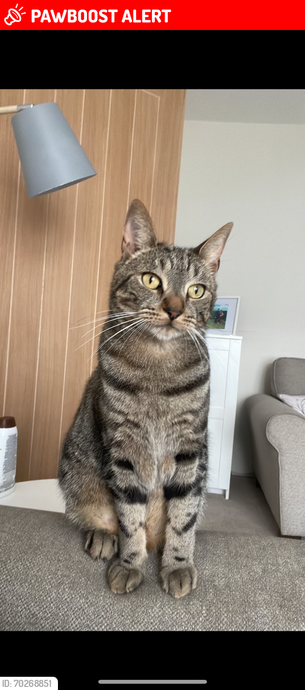Lost Male Cat last seen Oakfield drive, Sandiacre, England NG10 5NH