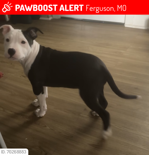 Lost Female Dog last seen Stein Rd., Ferguson, MO 63135