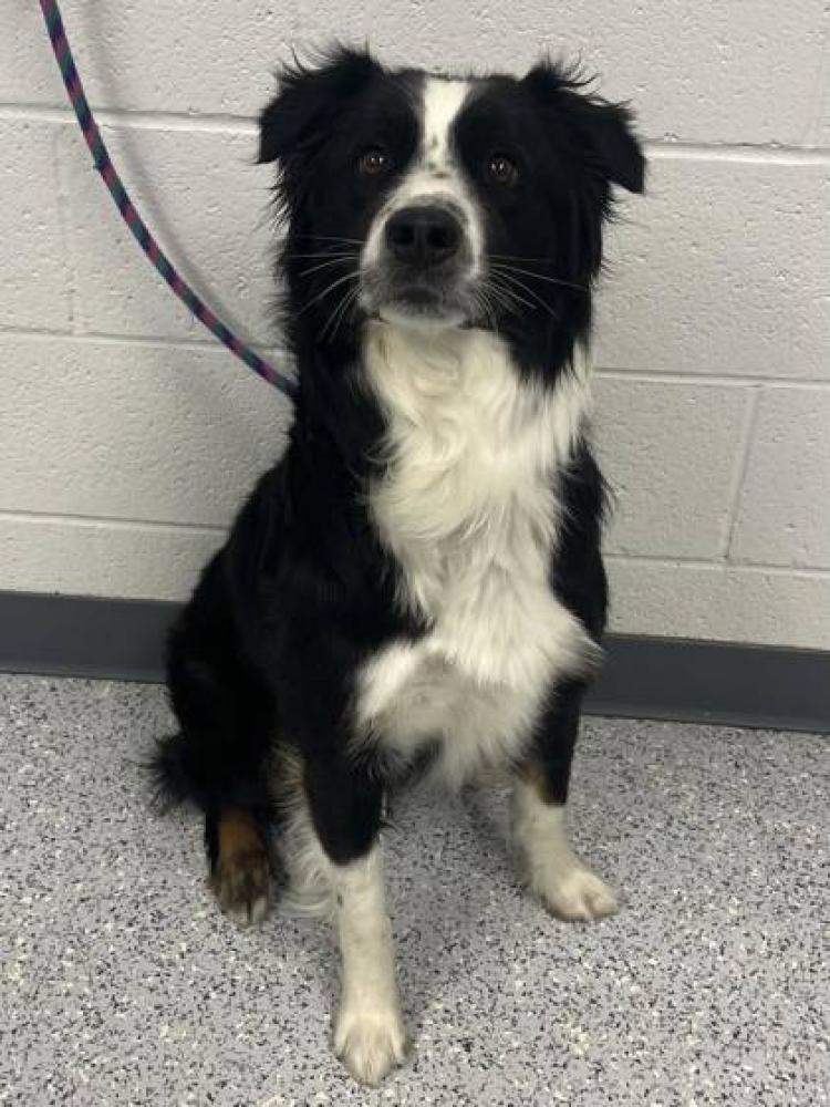 Shelter Stray Male Dog last seen Nampa, ID 83651, Caldwell, ID 83605