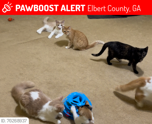 Lost Female Cat last seen Rock branch rd , Elberton Ga , Elbert County, GA 30635