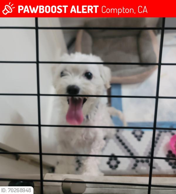 Lost Male Dog last seen Wilmington & Greenleaf , Compton, CA 90220