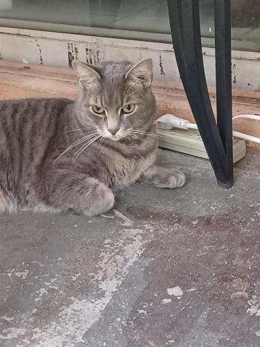 Lost Male Cat last seen Woodman Way, Orlando, FL 32818