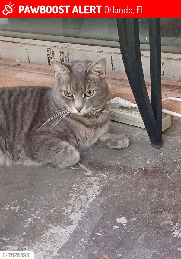 Lost Male Cat last seen Woodman Way, Orlando, FL 32818