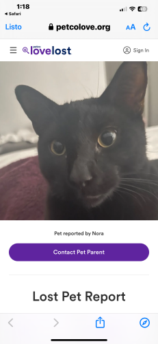 Lost Male Cat last seen Queenstone and west little york, Houston, TX 77041
