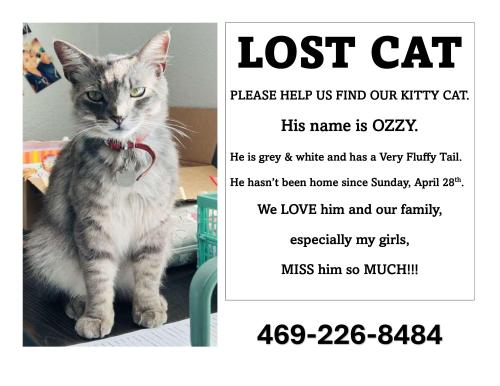 Lost Male Cat last seen Near LESLI DR, Royse City, TX 75189