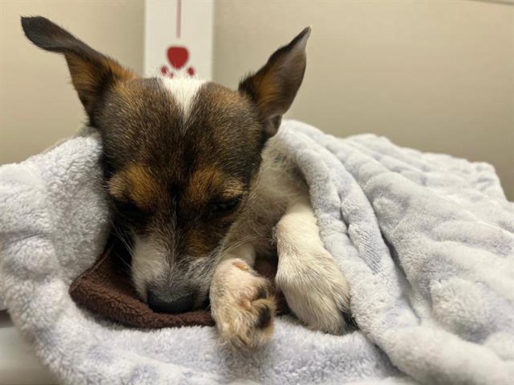 Shelter Stray Male Dog last seen QUAIL MEADOW DR, Auburn, CA 95603