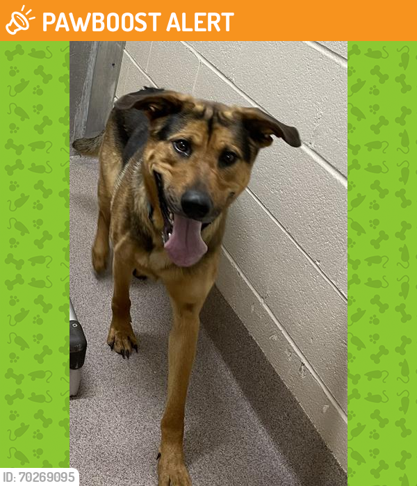 Shelter Stray Male Dog last seen , Shelby, NC 28150