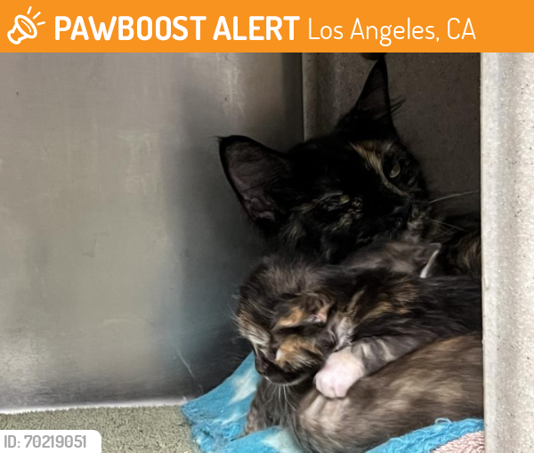 Shelter Stray Female Cat last seen , Los Angeles, CA 90025