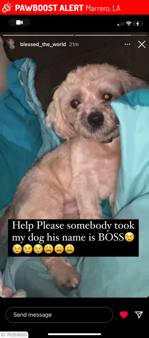 Lost Male Dog last seen Kigs Grant Playground, Marrero, LA 70072