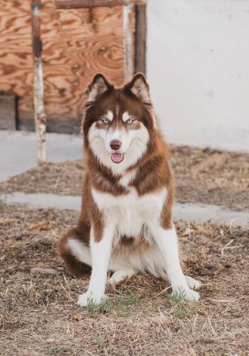 Lost Female Dog last seen El Paso & Blanc ln, Caldwell, ID 83607