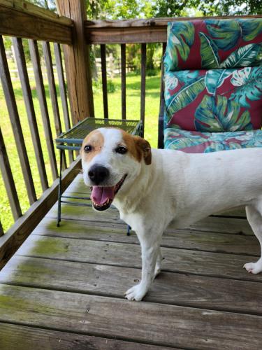 Lost Female Dog last seen S No Pone Valley Rd and Harmon Rd, Decatur, TN 37322