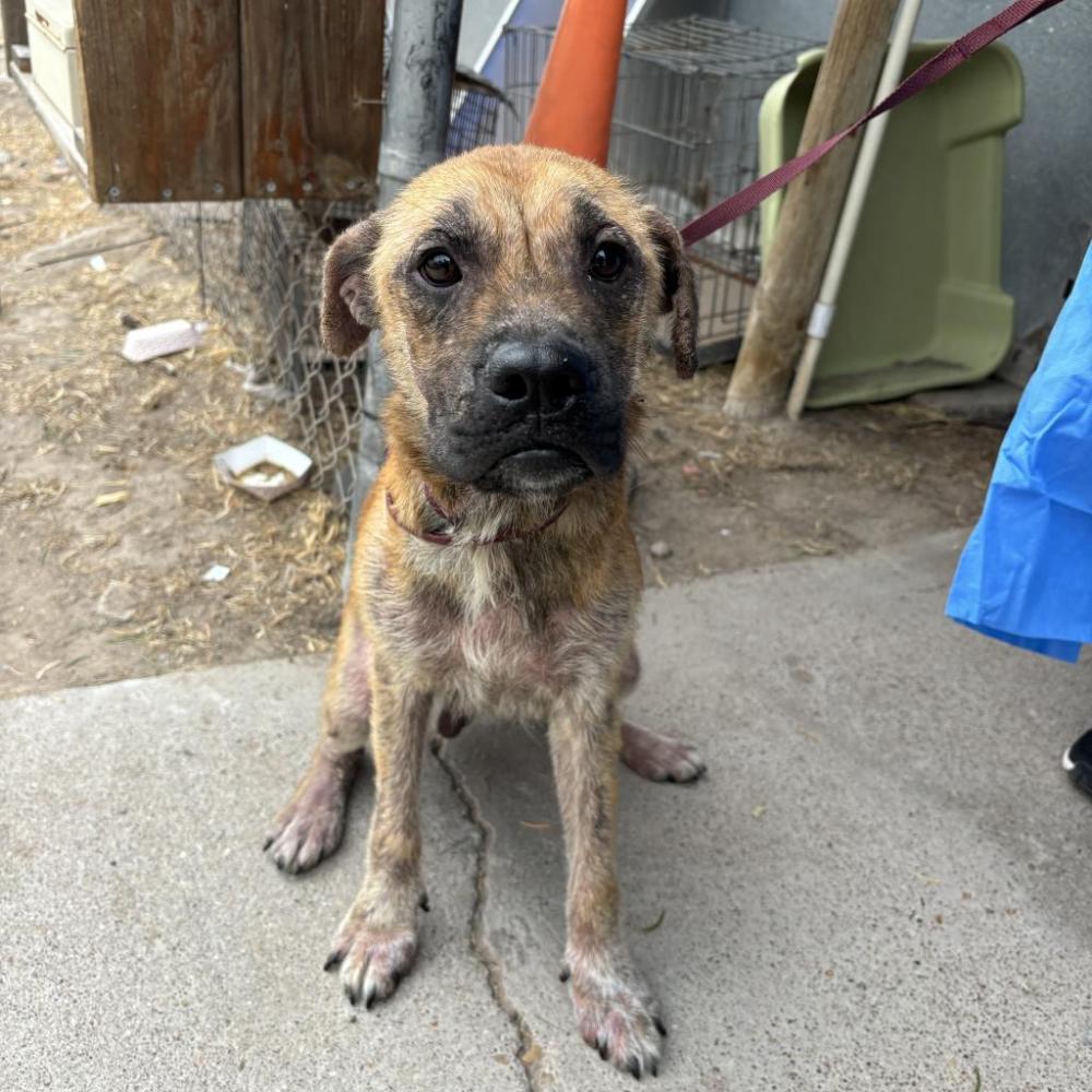 Shelter Stray Male Dog last seen , Edinburg, TX 78539