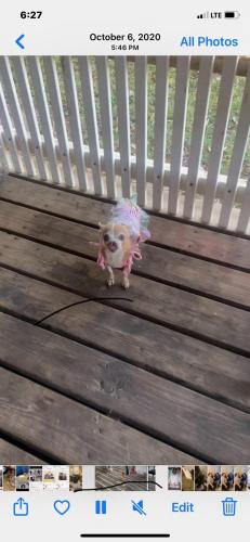 Lost Female Dog last seen Fairforest and Jackson , Southern Shops, SC 29303