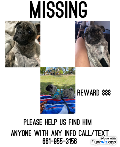 Lost Male Dog last seen Robinson and Truxtun , Bakersfield, CA 93305