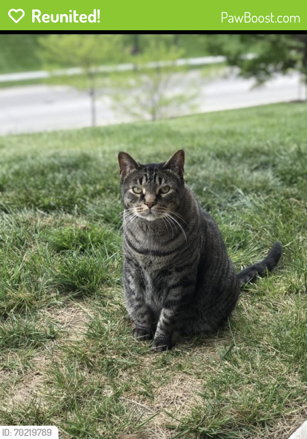 Reunited Male Cat last seen 180th & Harrison, Omaha, NE 68136