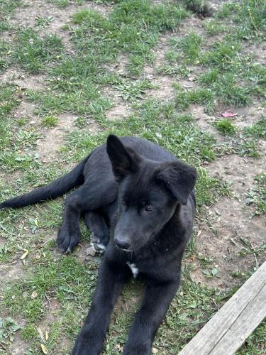 Lost Male Dog last seen By Taft elementary , Canton, OH 44709