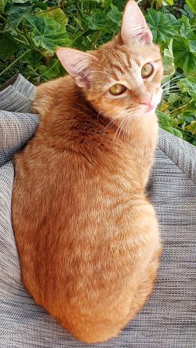 Lost Male Cat last seen West Elberon Avenue and North Gaffey Place, Los Angeles, CA 90731