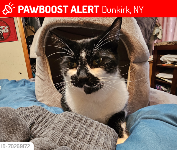 Lost Female Cat last seen Pangolin and Lakeshore drive, Dunkirk, NY 14048