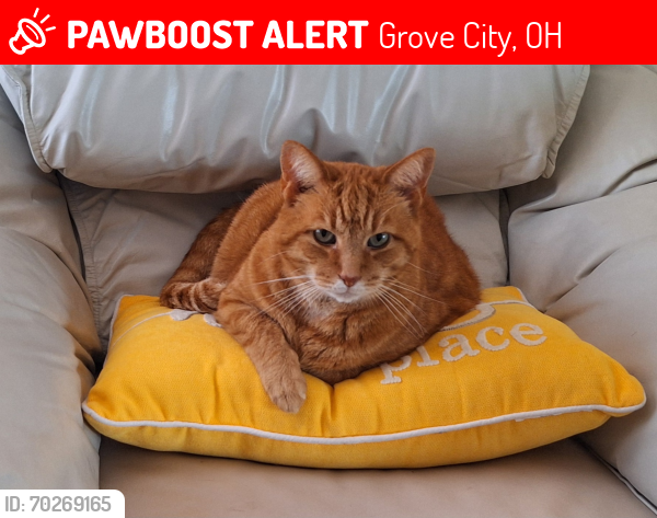 Lost Male Cat last seen Haughn Road and Mayfair Dr , Grove City, OH 43123