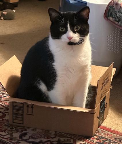 Lost Male Cat last seen Hornaday Rd and Guilford College Rd., Greensboro, NC 27409