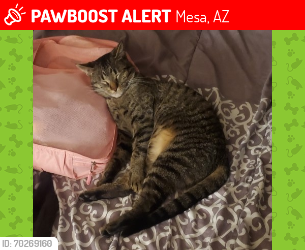 Lost Male Cat last seen Mckellips and Lindsey, Mesa, AZ 85213