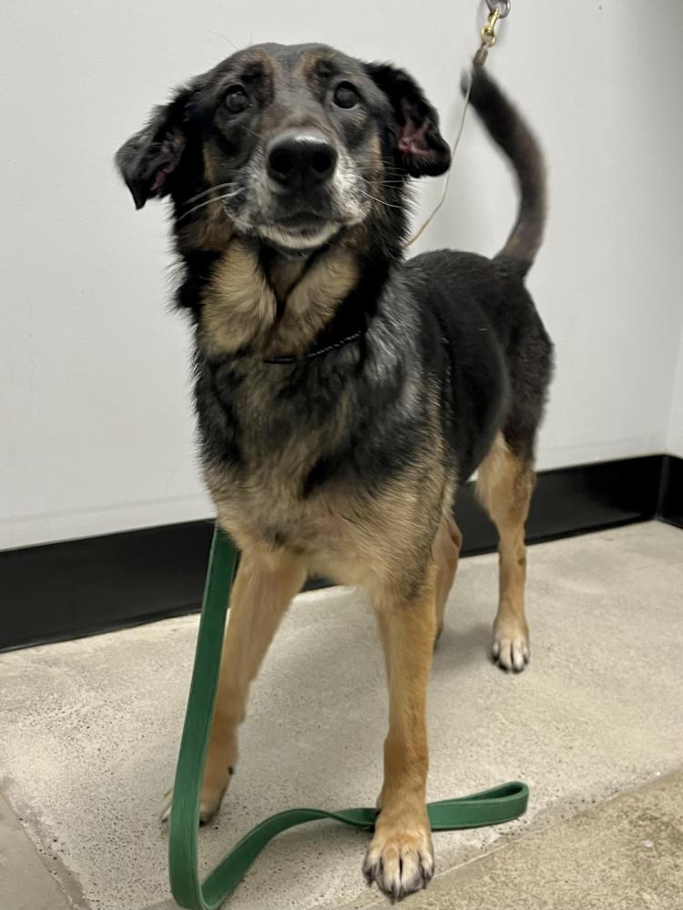 Shelter Stray Female Dog last seen Right outside of Twin Lakes on W Belfair Valley Road. Next to Gold Mountain Golf course., BREMERTON, WA, 98312, Silverdale, WA 98383