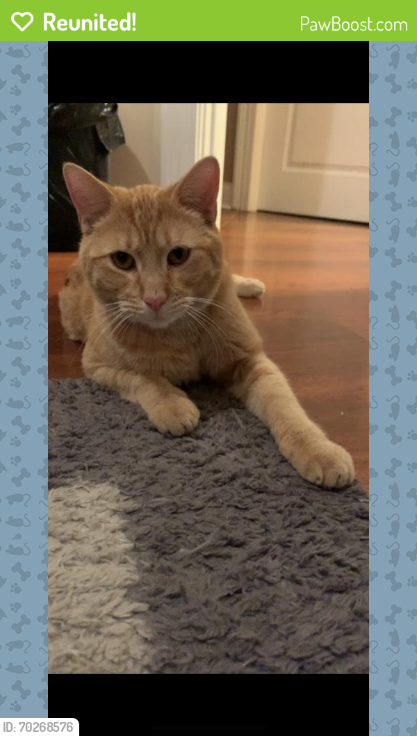 Reunited Male Cat last seen Near N Odell Ave, Chicago, IL 60707, USA, Chicago, IL 60707