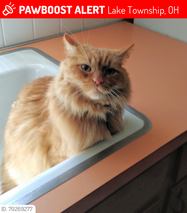 Lost Male Cat last seen Smith Kramer and Laura Lee, Lake Township, OH 44632
